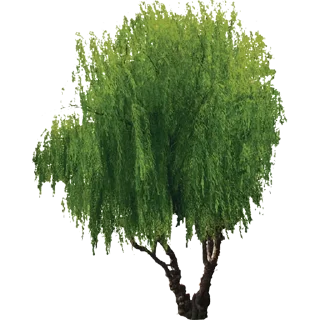 🌳