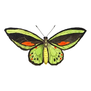 🦋