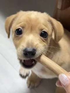 🥺