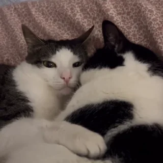 😸