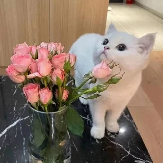 🐱