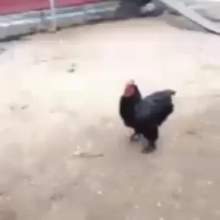 🐓