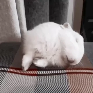Rabbits @stickersb2b