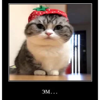 🐱