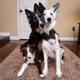 🐶