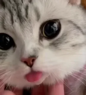 👅