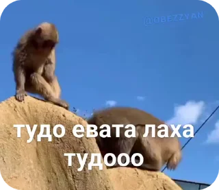 🌟