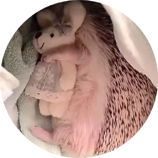 🦔