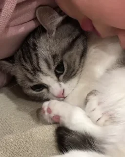🐈