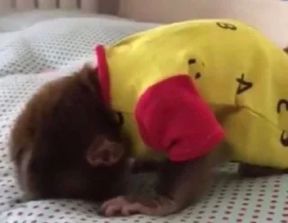 🐒