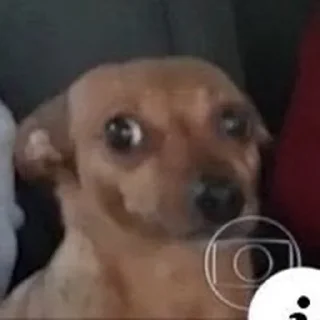 🐶