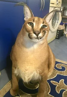 😾