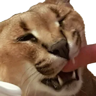 🍽
