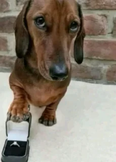 🤩