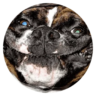 🐶