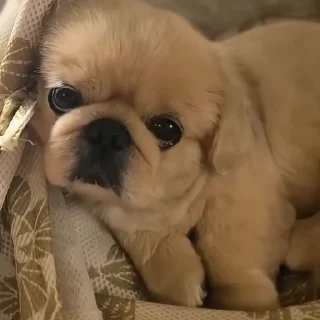 🐶