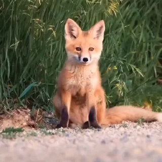 🤩