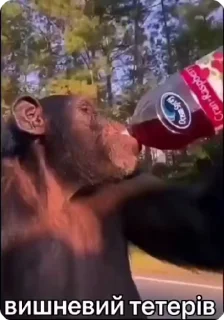 🧃