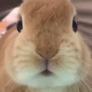 🐰
