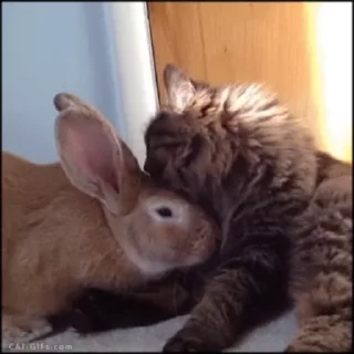 🥺