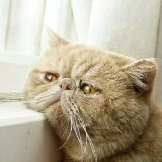 😺