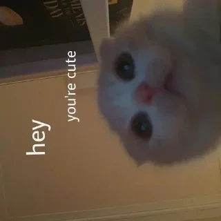 😻