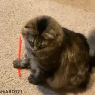 🤩