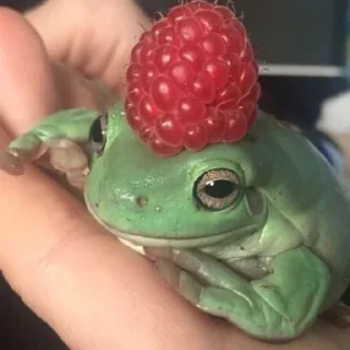 🍓