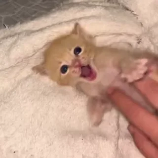🌟