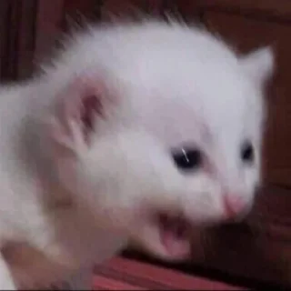 Живность