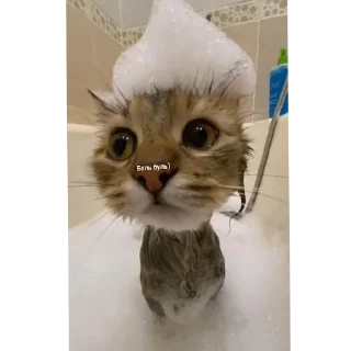 🐱