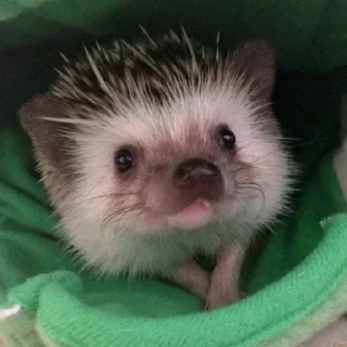 🤗