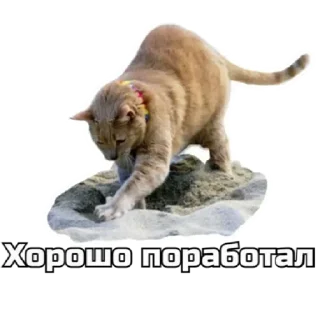 💩