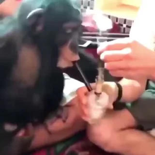 🐵