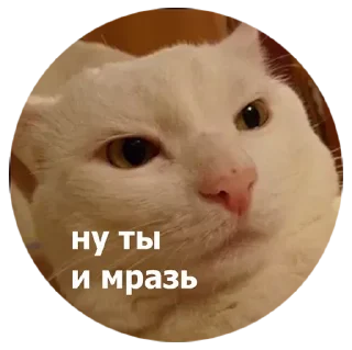 😾