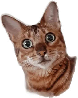 Леона :: @fStikBot