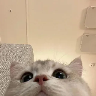 🥺