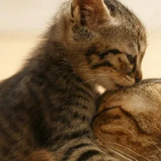 😺