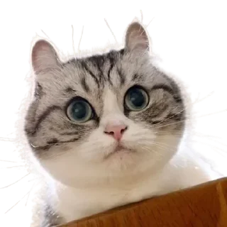 😺