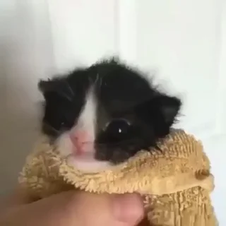🌟