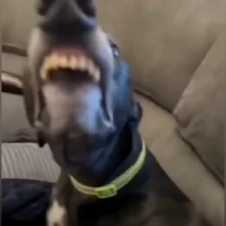 🐩