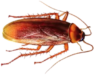 Ants @stickersb2b