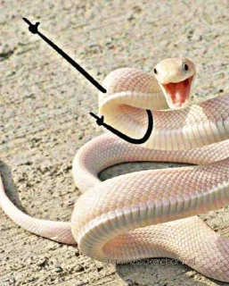 SNAKES @animestickerchannel