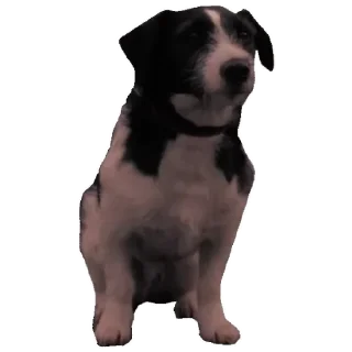 🐶