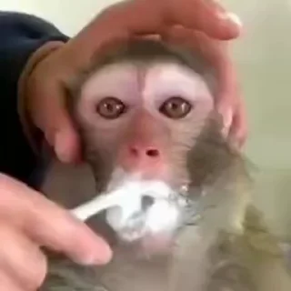 🪥