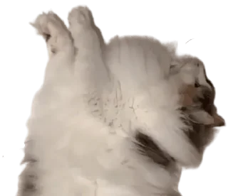 🐈