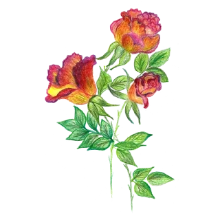 🌺