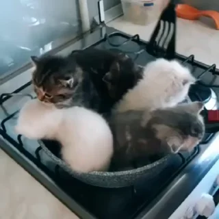 🥘