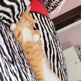 🐈‍⬛️