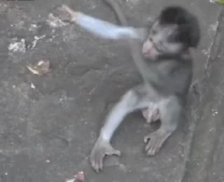 🐵